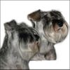 Zwergschnauzer Foto: Granada und Jackson de Gabritho (ID 35113) Zwergschnauzer Hund
