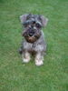 Zwergschnauzer Foto: Unser Peter (ID 32865) Zwergschnauzer Hund