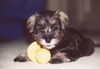 Zwergschnauzer Foto: Pookie als Baby (ID 17104) Zwergschnauzer Hund