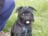 Zwergschnauzer Foto (ID 33060) Zwergschnauzer Hund