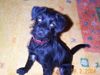 Zwergschnauzer Foto: Raven (ID 15729) Zwergschnauzer Hund