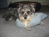 Zwergschnauzer Foto: Das ist Ruby mit Knuffelkissen (ID 38772) Zwergschnauzer Hund