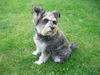 Zwergschnauzer Foto: das ist unser Zwergschnauzer Ruby (ID 38539) Zwergschnauzer Hund
