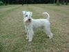 Zwergschnauzer Foto: Sansjo vom Rudel Alosha (Holland) Weisse Zwergschnauzer rüde (ID 4544) Zwergschnauzer Hund