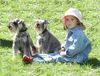 Zwergschnauzer Foto: Pepper und Jacob mit ihrer kleinen Freundin (ID 35114) Zwergschnauzer Hund