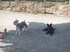 Zwergschnauzer Foto: CLEO und CHILI in MARBURG (ID 32537) Zwergschnauzer Hund