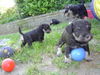 Zwergschnauzer Foto: spielende Welpen (ID 28690) Zwergschnauzer Hund