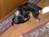Zwergschnauzer Foto: Weihnachtsüberraschung 2002 \\ (ID 2543) Zwergschnauzer Hund
