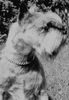 Zwergschnauzer Foto: Bubi v.d. Geest (Zwergschnauzer 1969) (ID 35533) Zwergschnauzer Hund