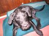 Zwergschnauzer Foto: Ein Zwinker vom Chicco (ID 29977) Zwergschnauzer Hund