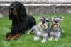 Zwergschnauzer Foto: Pepper und Jacob mit ihrem Freund Easy (ID 35109) Zwergschnauzer Hund