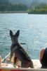 Zwergschnauzer Foto: Ahoi - eine Seefahrt die ist lustig... (ID 29981) Zwergschnauzer Hund