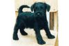Zwergschnauzer Foto: Unere \ (ID 21853) Zwergschnauzer Hund