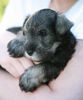 Zwergschnauzer Foto: Little Joe Peppers de Gabritho (ID 35111) Zwergschnauzer Hund