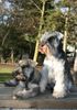 Zwergschnauzer Foto: Minnie & Nimmersatt Peppersdegabritho (ID 44129) Zwergschnauzer Hund