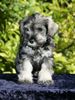 Zwergschnauzer Foto: Neunmalklug Peppersdegabritho (ID 44132) Zwergschnauzer Hund