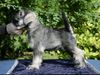 Zwergschnauzer Foto: Nimmersatt Peppersdegabritho (ID 44133) Zwergschnauzer Hund