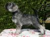 Zwergschnauzer Foto: Nimmersatt Peppersdegabritho (ID 44134) Zwergschnauzer Hund
