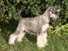 Zwergschnauzer Hund