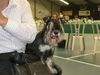 Zwergschnauzer Foto: Manchmal lass ich mich fahren im rollstuhl von Herrchen (ID 10134) Zwergschnauzer Hund