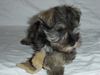Zwergschnauzer Foto: Zwergschnauzer pfeffersalz (ID 40640) Zwergschnauzer Hund
