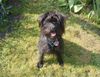Zwergschnauzer Foto: Sina im Garten (ID 21328) Zwergschnauzer Hund