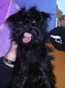 Zwergschnauzer Foto: Sina sooo müde (ID 17027) Zwergschnauzer Hund