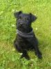 Zwergschnauzer Foto: Das ist Sina mit 10 Wochen (ID 15398) Zwergschnauzer Hund