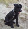 Zwergschnauzer Foto: Sina am See (ID 15438) Zwergschnauzer Hund
