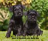 Zwergschnauzer Foto: Zwergschnauzerwelpen von Bona Dea (ID 46685) Zwergschnauzer Hund