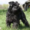Zwergschnauzer Foto: Cherie von Bona Dea (ID 46662) Zwergschnauzer Hund