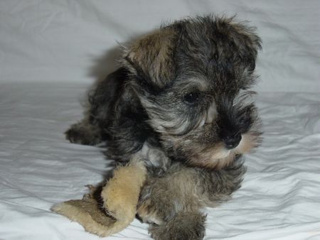 Zwergschnauzer Hunde Foto 40640 Zwergschnauzer Zwergschnauzer pfeffersalz