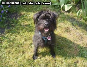 Zwergschnauzer Hunde Foto 21328 Zwergschnauzer Sina im Garten