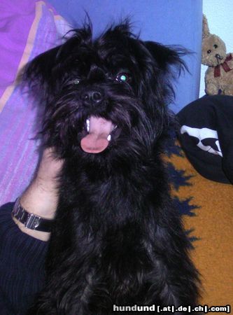 Zwergschnauzer Hunde Foto 17027 in höherer Auflösung ansehen Zwergschnauzer Sina sooo müde