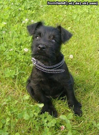 Zwergschnauzer Hunde Foto 15398 in höherer Auflösung ansehen Zwergschnauzer Das ist Sina mit 10 Wochen