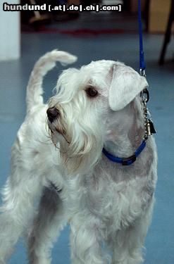 Zwergschnauzer Hunde Foto 9938 Zwergschnauzer Starco Zwergschnauzer Weiss 2-2-2