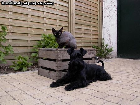 Zwergschnauzer Hunde Foto 10030 Zwergschnauzer Arthur 22/01/2001
