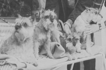Zwergschnauzer Hunde Foto 36590 in höherer Auflösung ansehen Zwergschnauzer Zwergschnauzerfamilie ,pfeffersalz , 1973 v.d.Geest