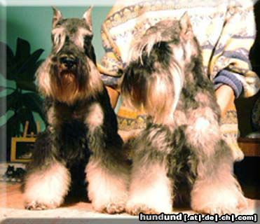 Zwergschnauzer Hunde Foto 9624 Zwergschnauzer Dredzik i Zuczek