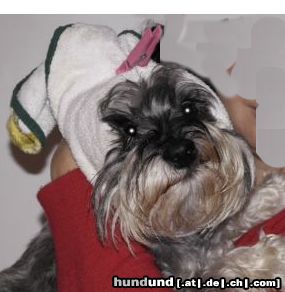 Zwergschnauzer Hunde Foto 46717 Zwergschnauzer Änny mit Silvester Ohrenschutz!