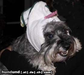 Zwergschnauzer Hunde Foto 46719 Zwergschnauzer Ein Mittel gegen die Silvesterknallerei