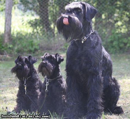 Zwergschnauzer Bona Dea´s Zwerge und Riesin Harmony