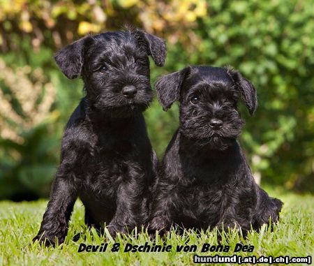 Zwergschnauzer Hunde Foto 46685 Zwergschnauzer Zwergschnauzerwelpen von Bona Dea