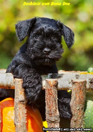 Zwergschnauzer Zwergschnauzerwelpe von Bona Dea