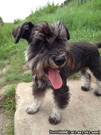 Zwergschnauzer Hunde Foto 46909 in höherer Auflösung ansehen Zwergschnauzer Die Emely von den kleinen Strolchen mit 8 1/2 Monaten