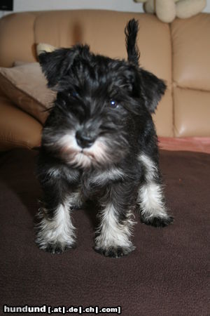 Zwergschnauzer Hunde Foto 46748 in höherer Auflösung ansehen Zwergschnauzer Die Emely von den kleinen Strolchen (14 Wochen)