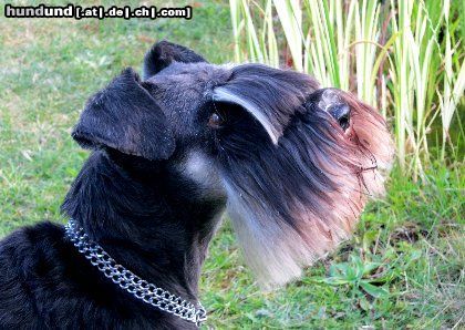 Zwergschnauzer Oskar von den kleinen Strolchen