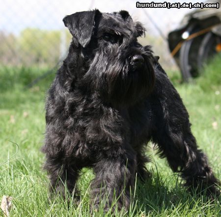 Zwergschnauzer Cherie von Bona Dea