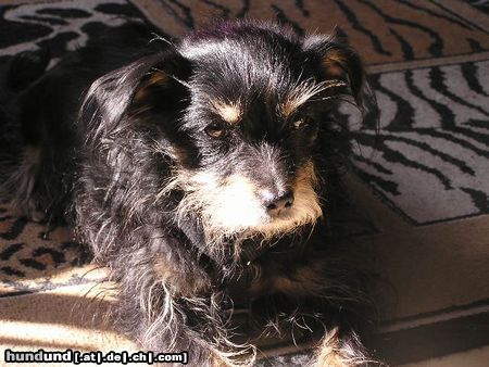 Zwergschnauzer Hunde Foto 20818 in höherer Auflösung ansehen Zwergschnauzer schnauzer mischling
