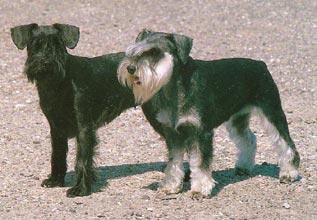 Zwergschnauzer Hunde Foto 36 Zwergschnauzer